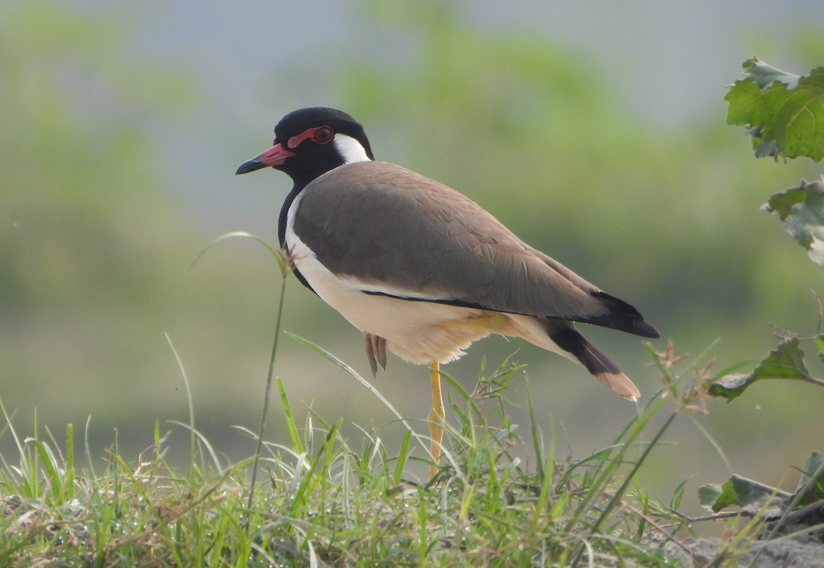 Red-wattled Lapwing - ML646229055