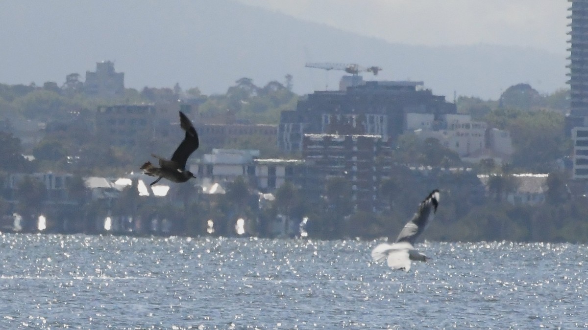 Silver Gull - ML646229056