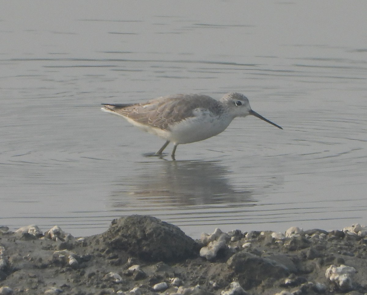 Marsh Sandpiper - ML646229057