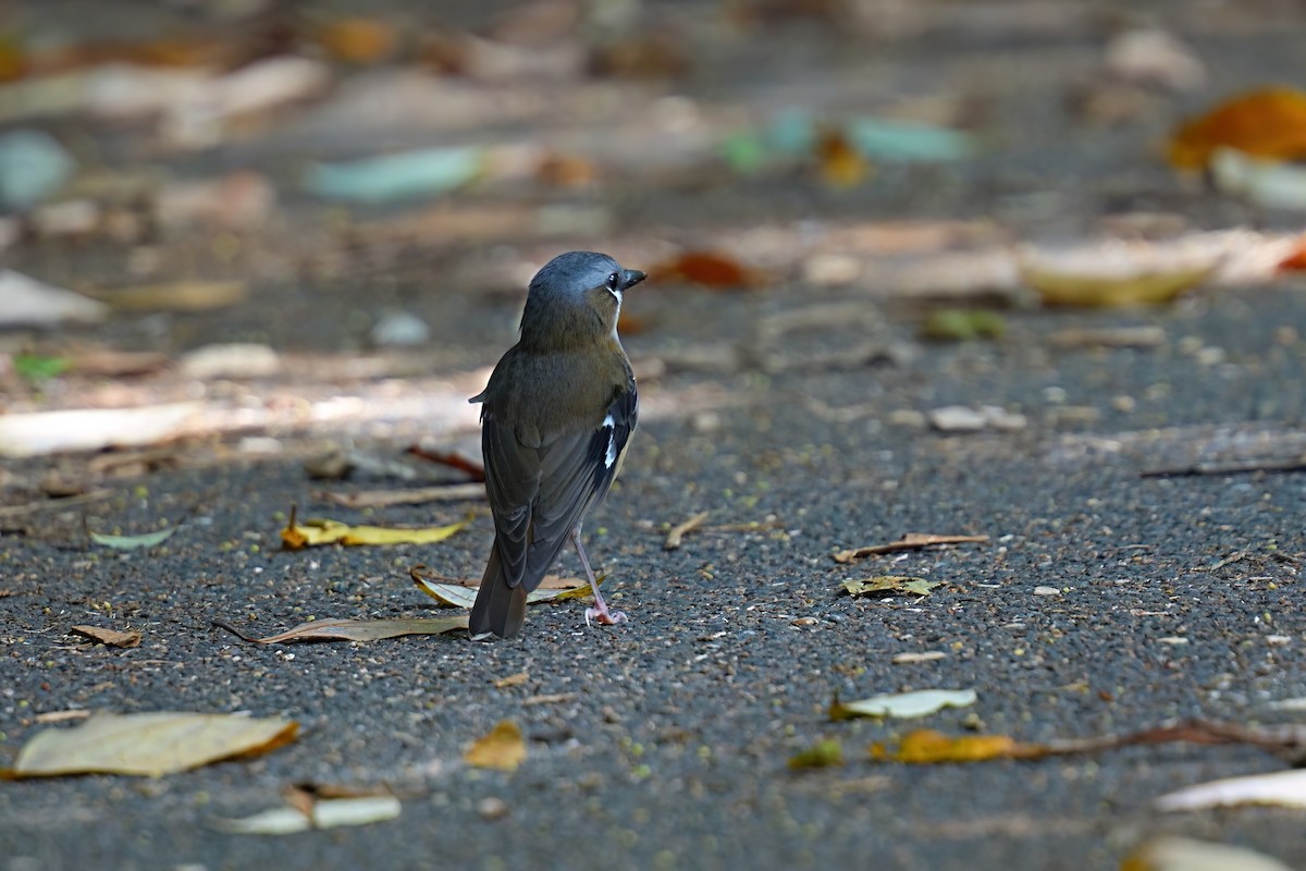 Gray-headed Robin - ML646229058