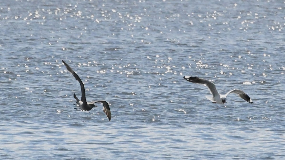 Silver Gull - ML646229059
