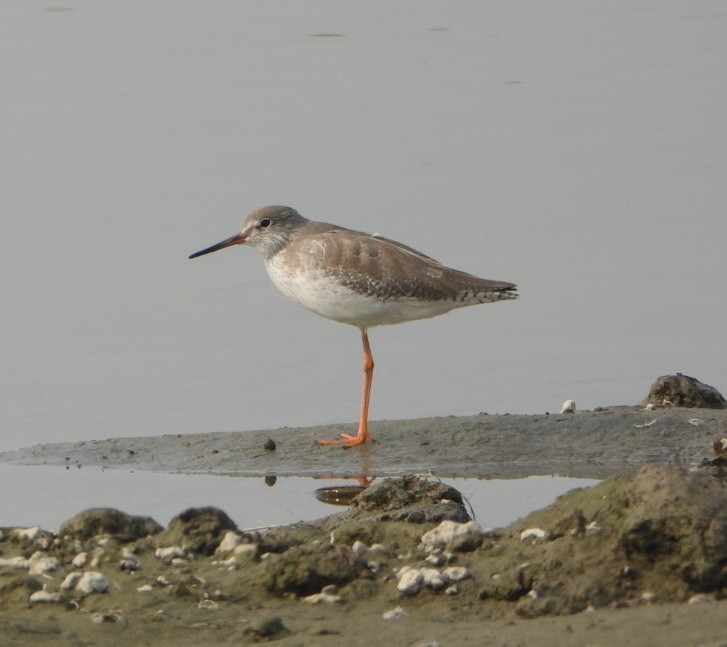 Common Redshank - ML646229060
