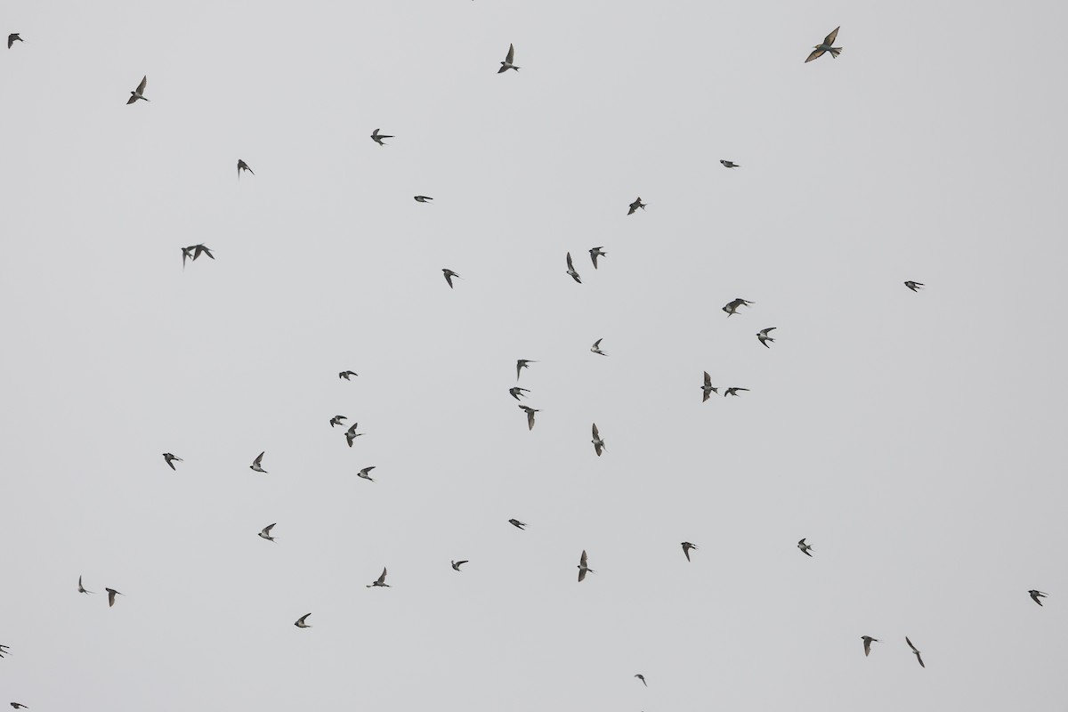 Barn Swallow - ML646229061