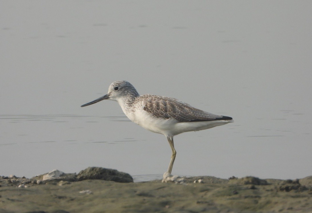 Common Greenshank - ML646229062