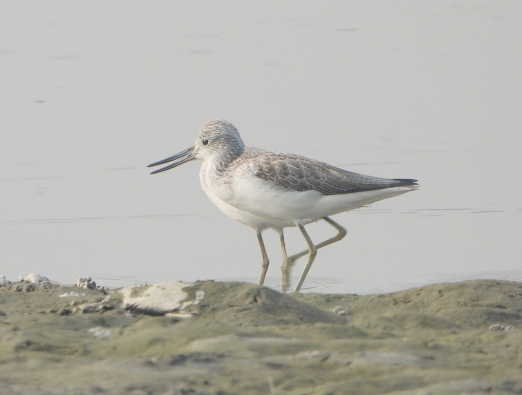 Common Greenshank - ML646229063