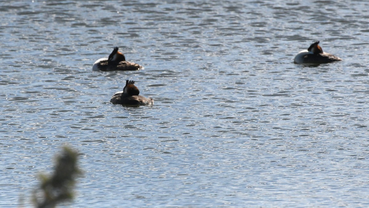 Great Crested Grebe - ML646229064