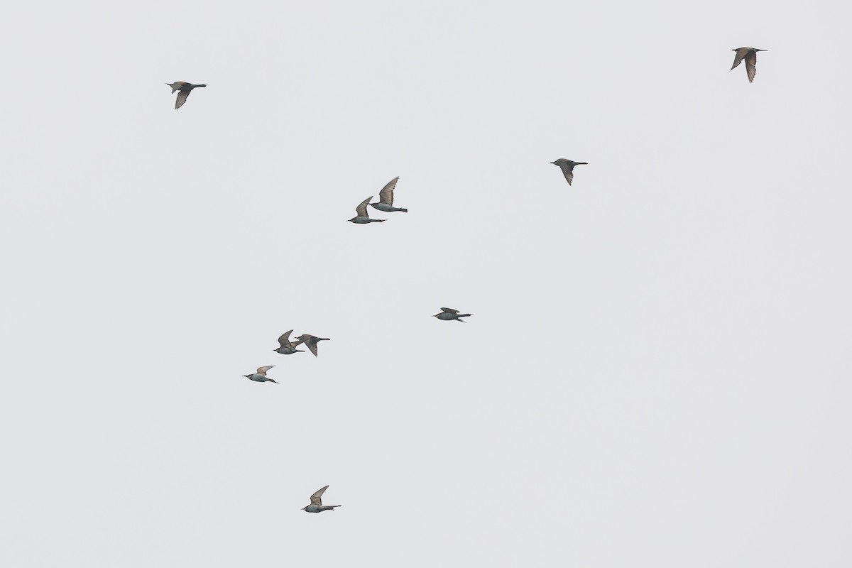 European Bee-eater - ML646229065