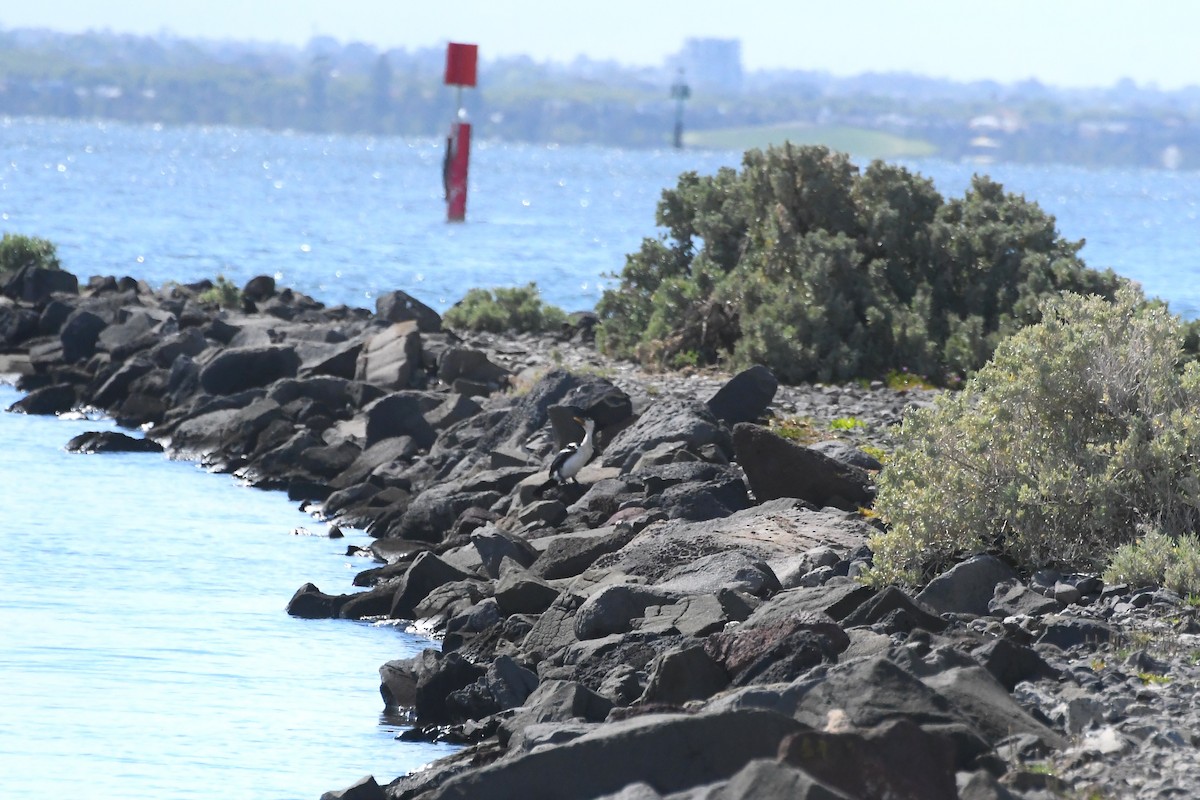 Little Pied Cormorant - ML646229066