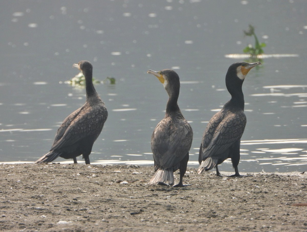 Great Cormorant - ML646229067