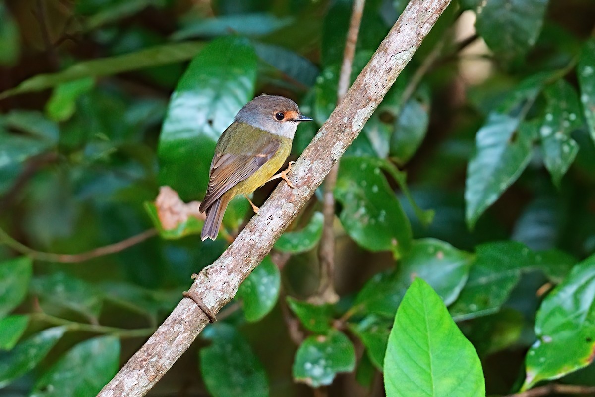 Pale-yellow Robin - ML646229069