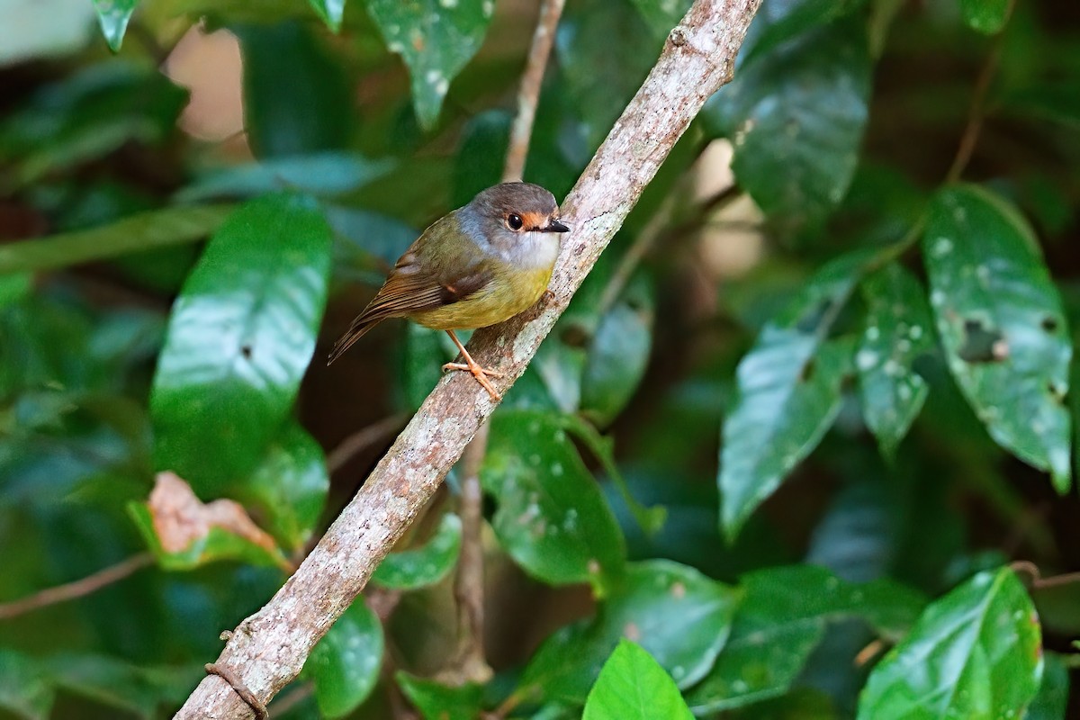 Pale-yellow Robin - ML646229070