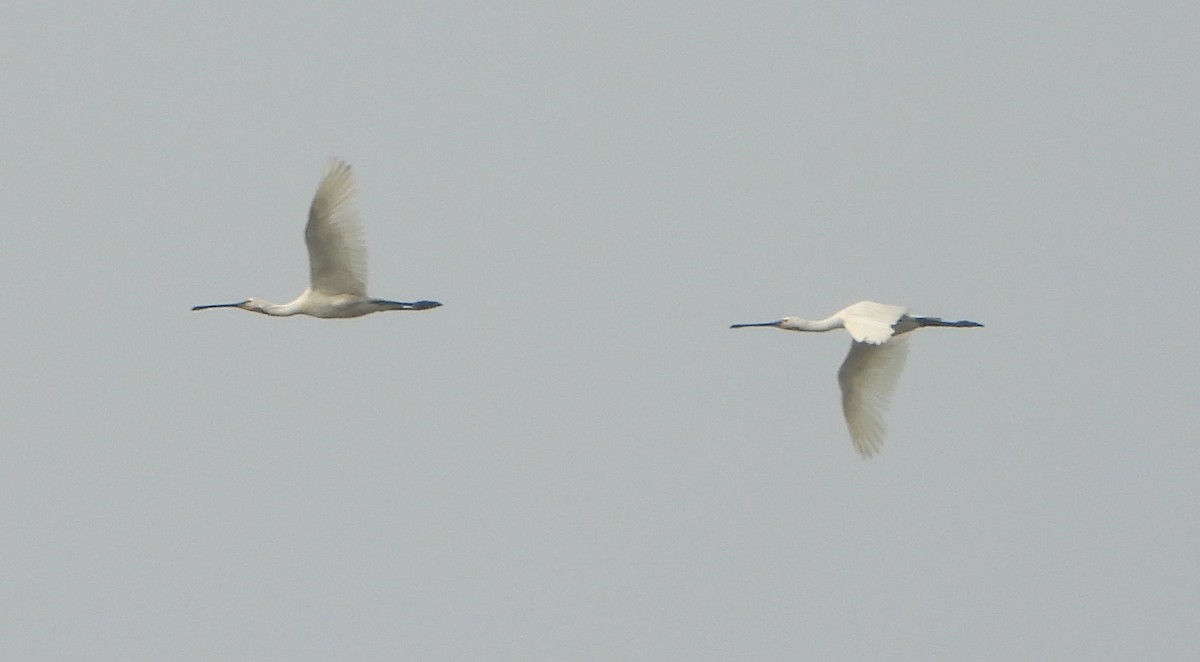 Eurasian Spoonbill - ML646229071