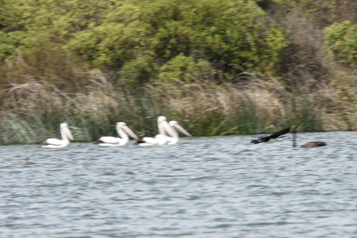 Pied Cormorant - ML646229072