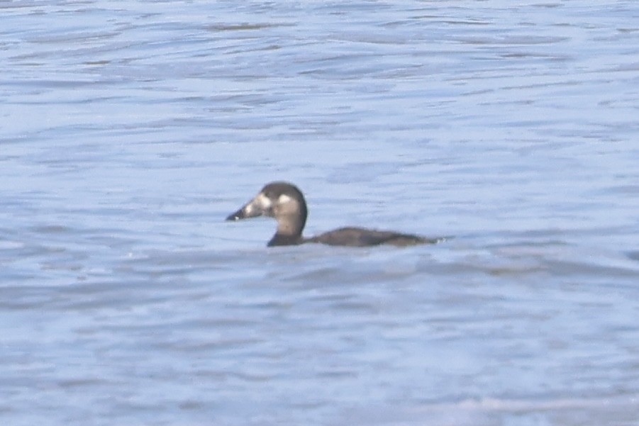 Surf Scoter - ML646229074