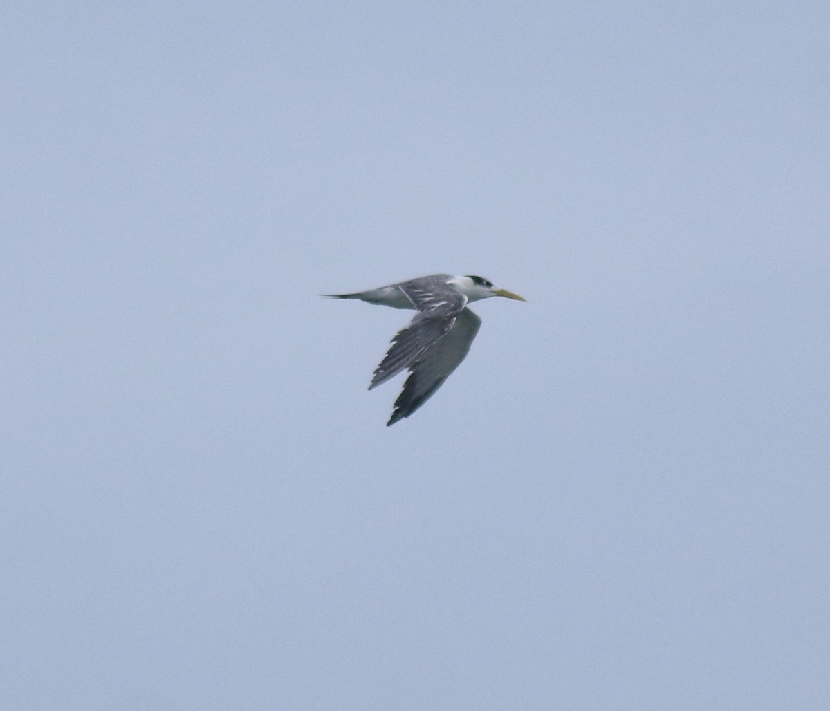 Great Crested Tern - ML646229076