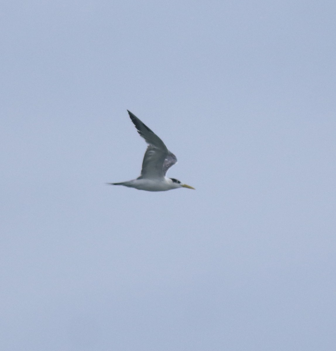 Great Crested Tern - ML646229077