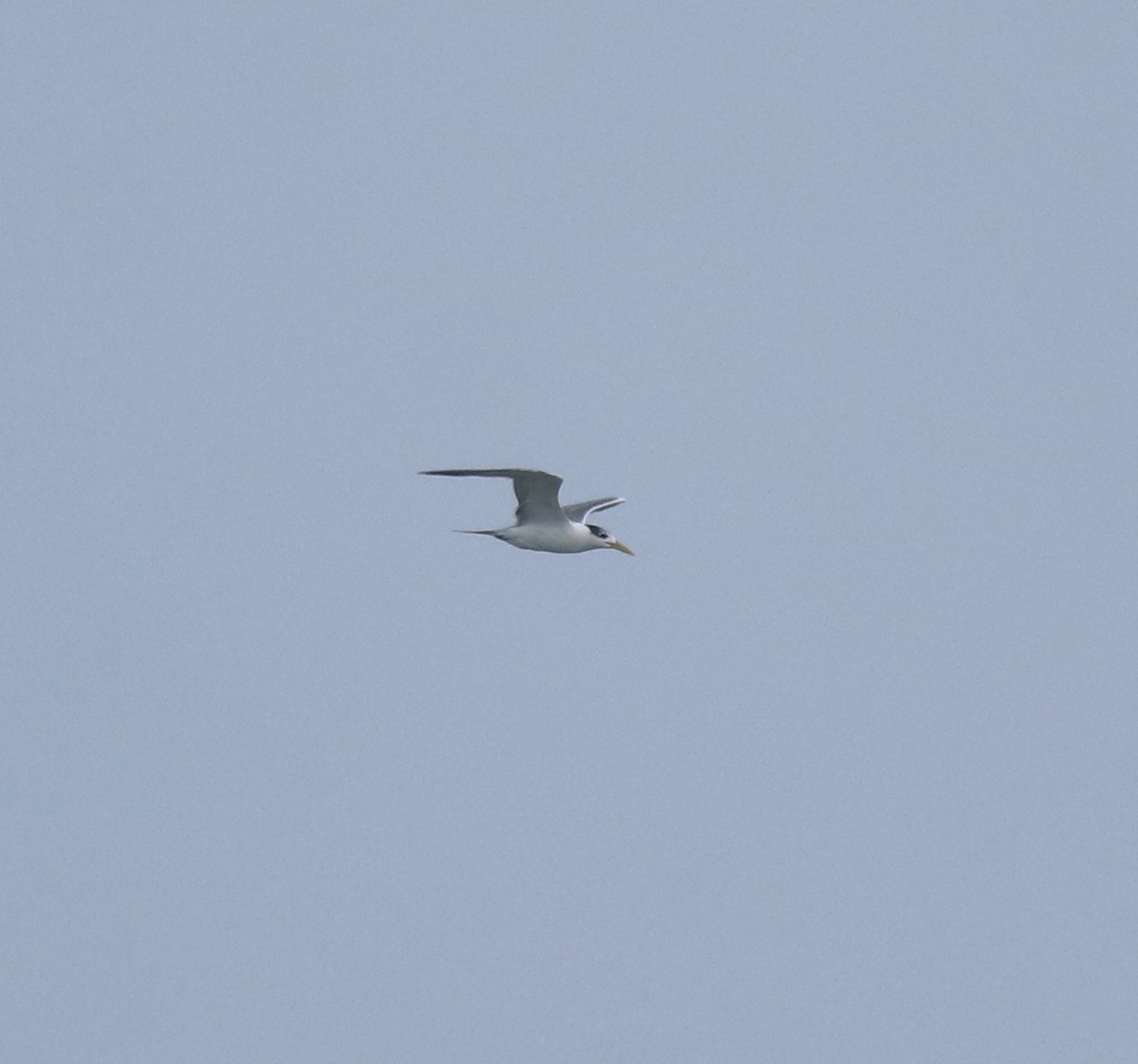 Great Crested Tern - ML646229079