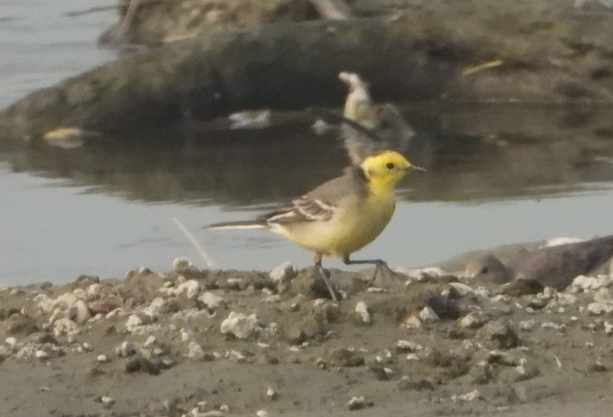 Citrine Wagtail - ML646229080