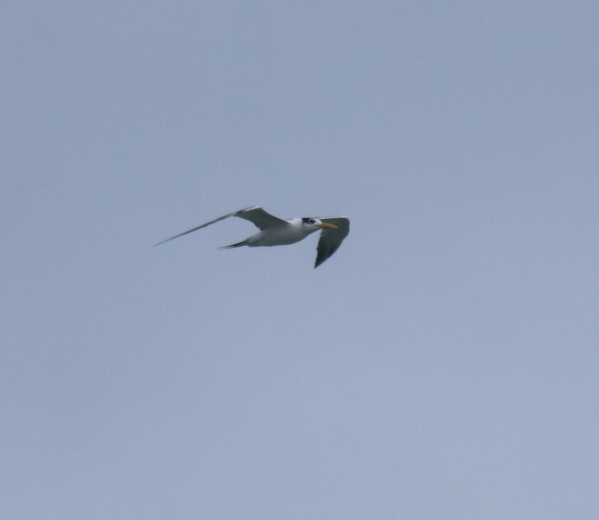 Great Crested Tern - ML646229082
