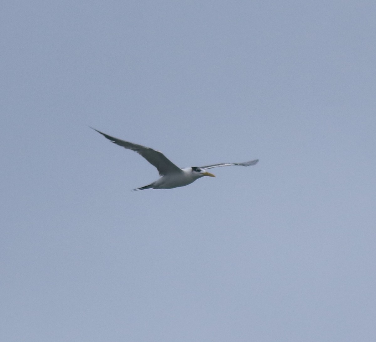 Great Crested Tern - ML646229083