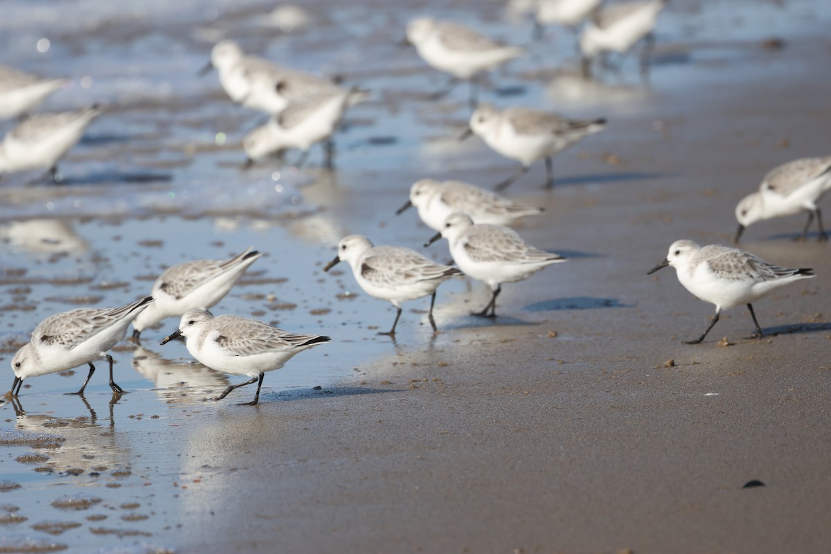 Sanderling - ML646229084