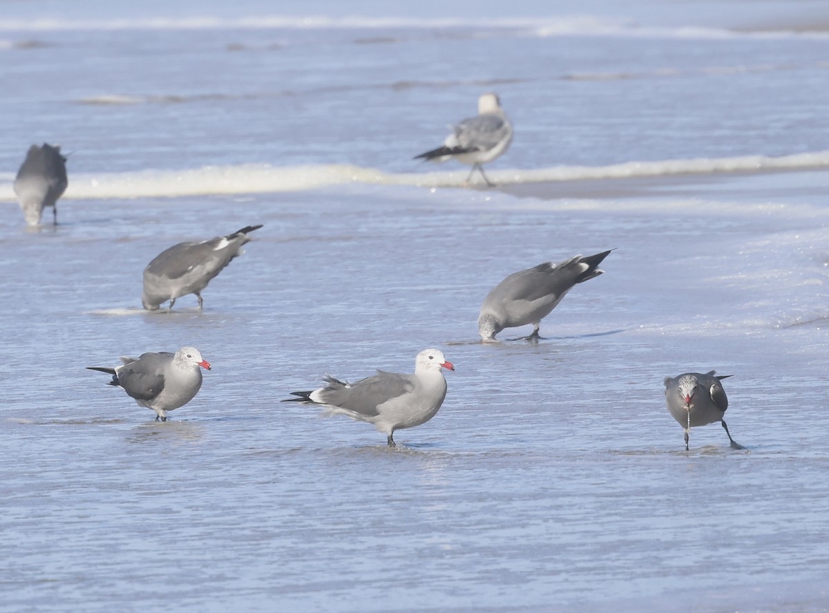 Heermann's Gull - ML646229085