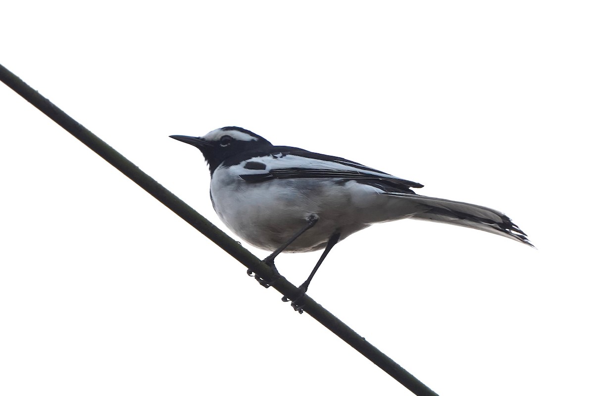 White-browed Wagtail - ML646229086