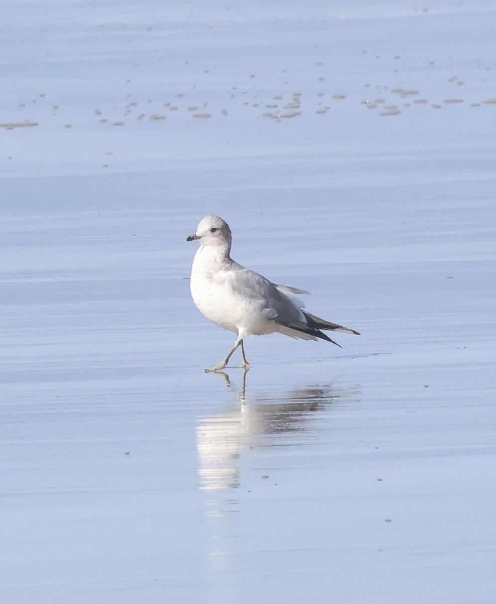 Short-billed Gull - ML646229088