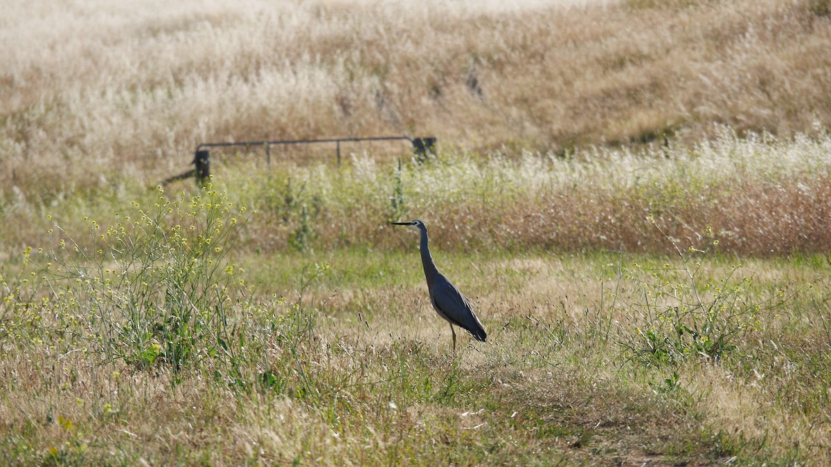 White-faced Heron - ML646229089