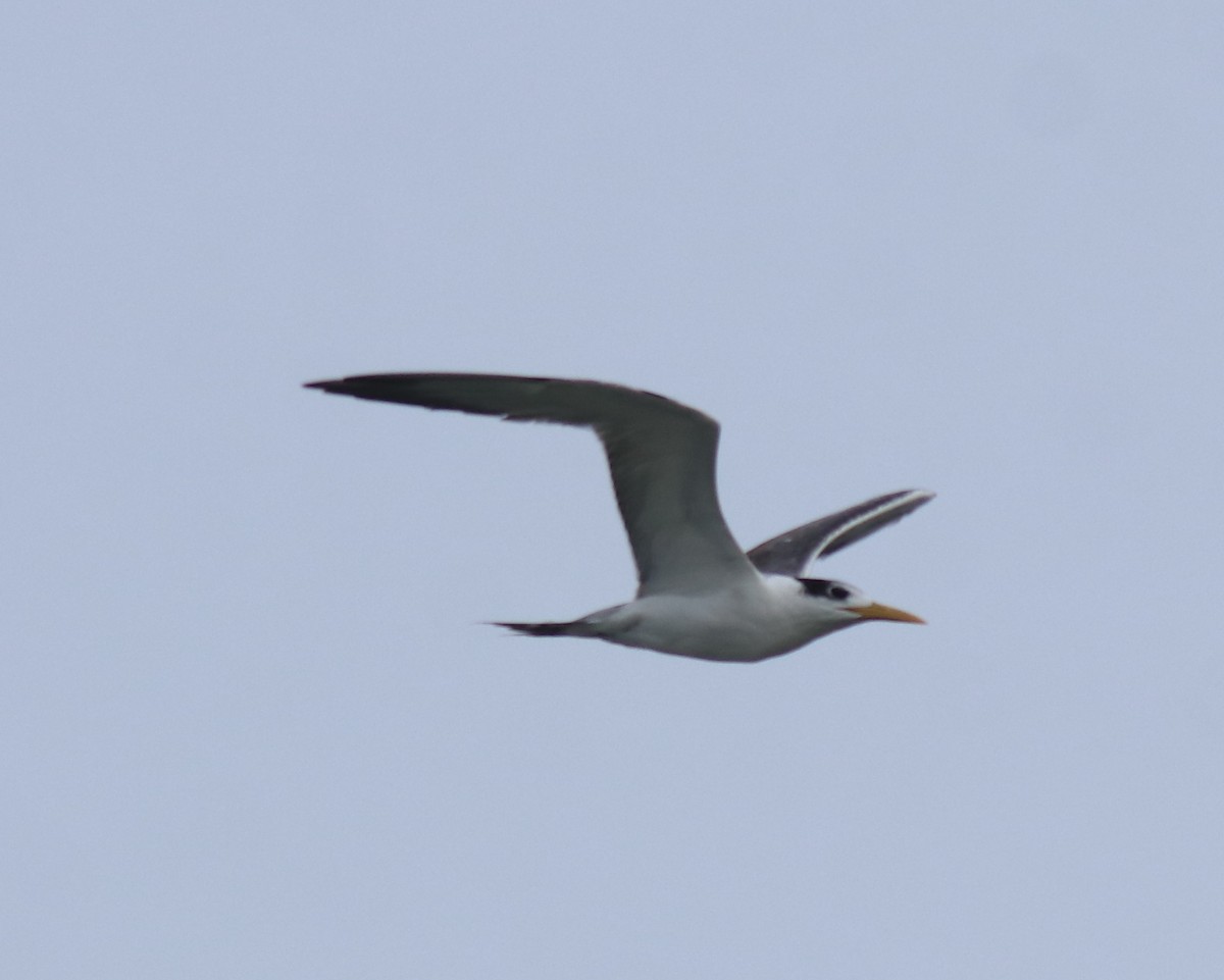 Great Crested Tern - ML646229091