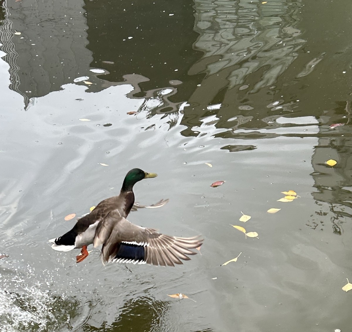 Mallard - ML646229092