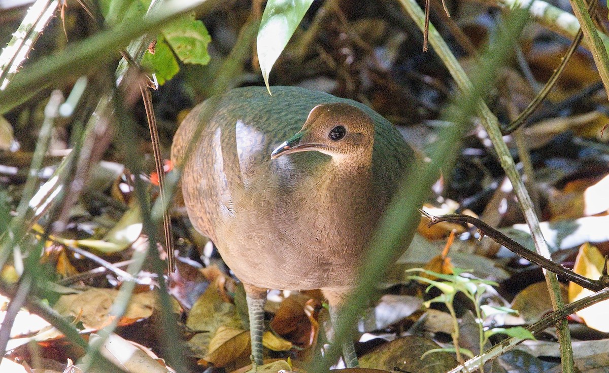 Little Tinamou - ML646229093