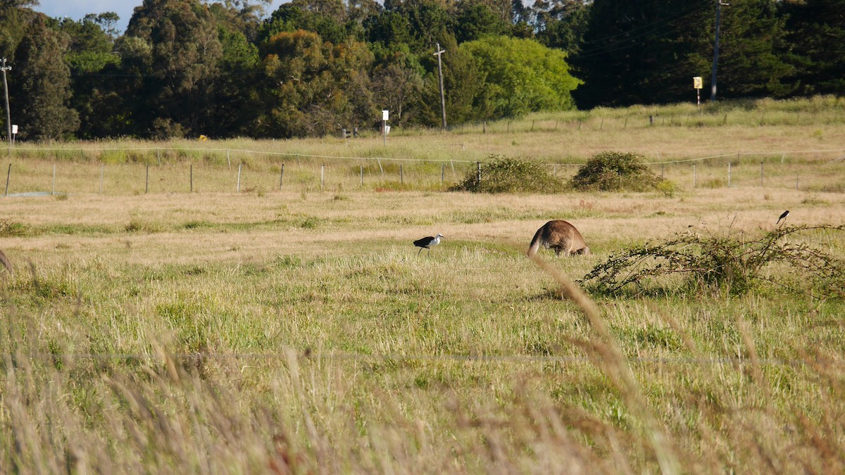 Pacific Heron - ML646229094