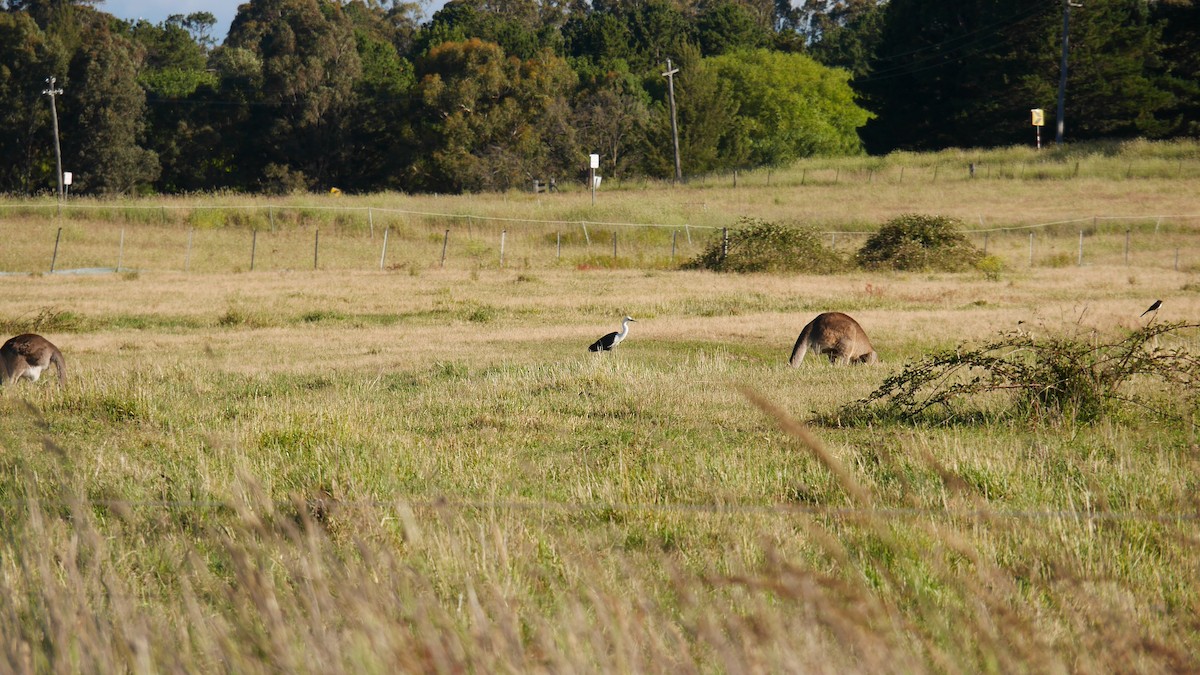 Pacific Heron - ML646229095