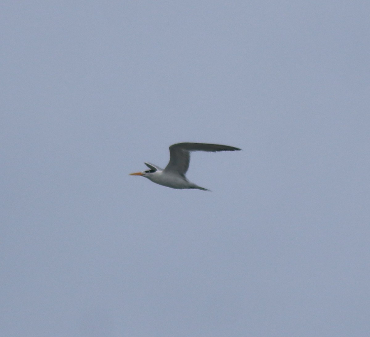 Lesser Crested Tern - ML646229097
