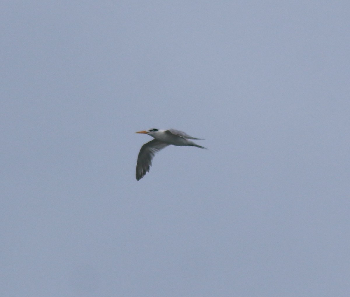 Lesser Crested Tern - ML646229098