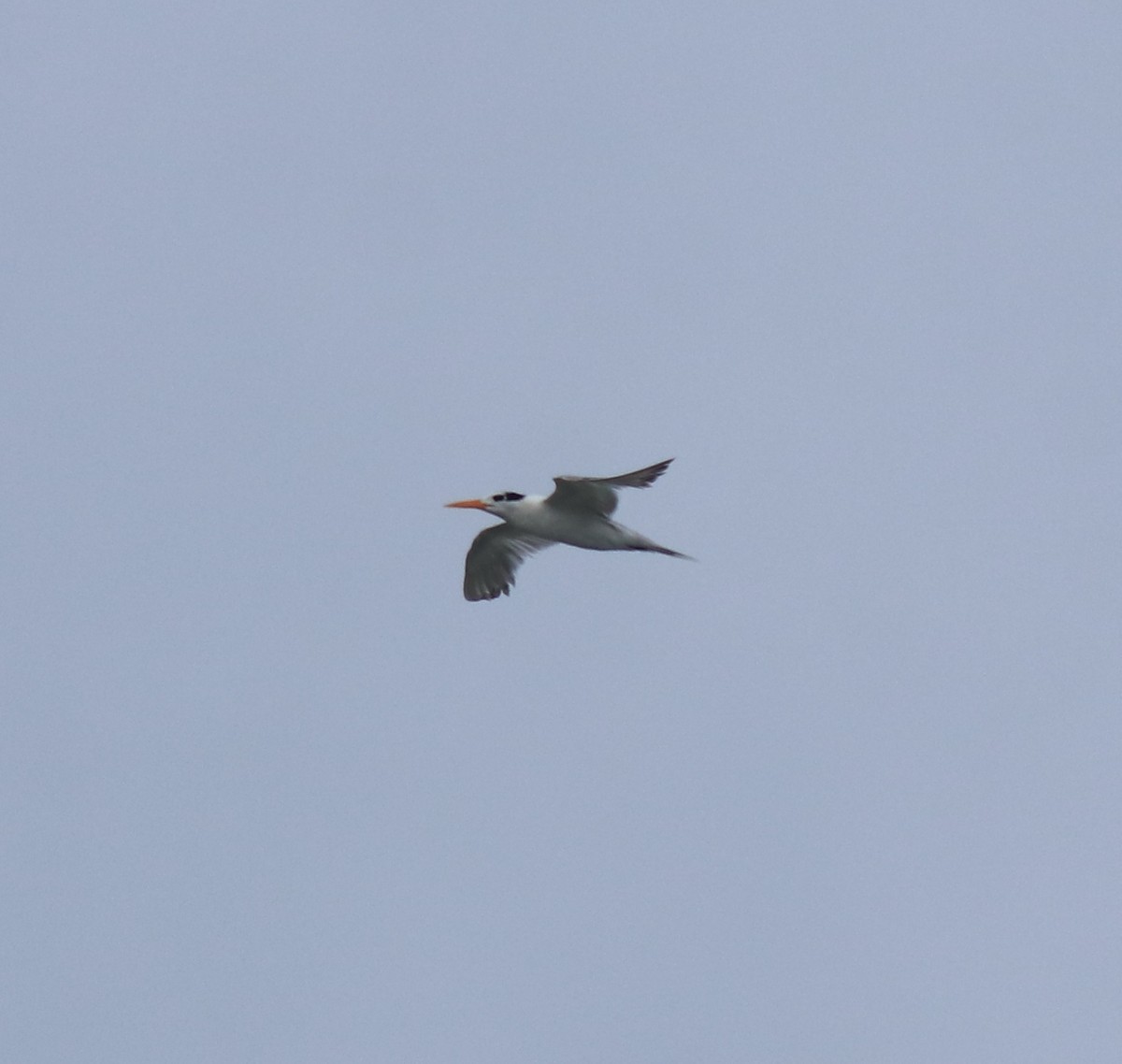 Lesser Crested Tern - ML646229099