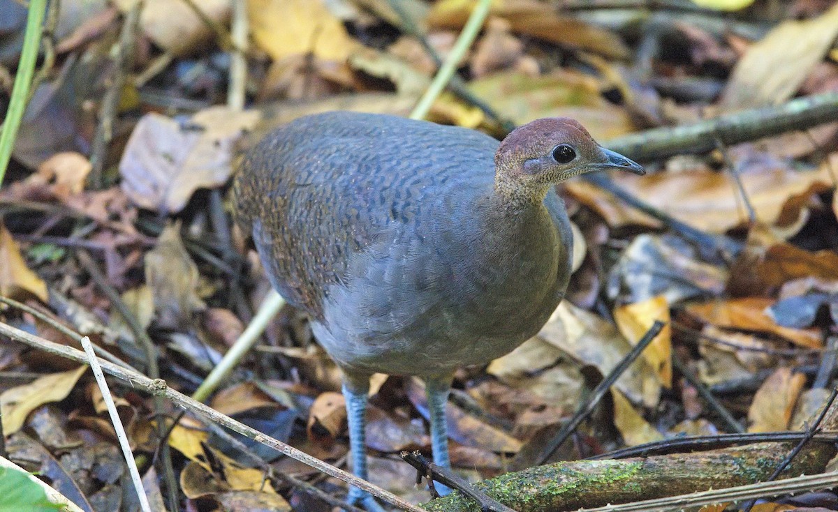 Little Tinamou - ML646229100