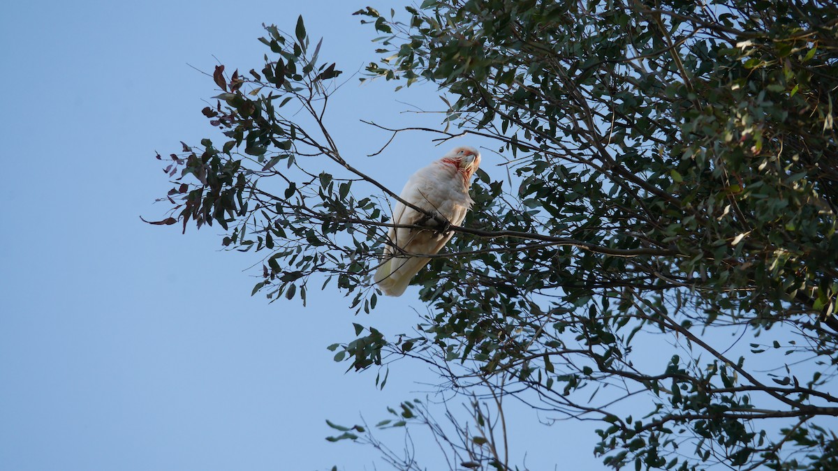 Little x Long-billed Corella (hybrid) - ML646229102