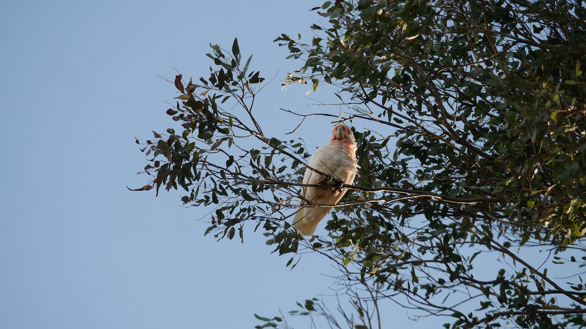 Little x Long-billed Corella (hybrid) - ML646229103