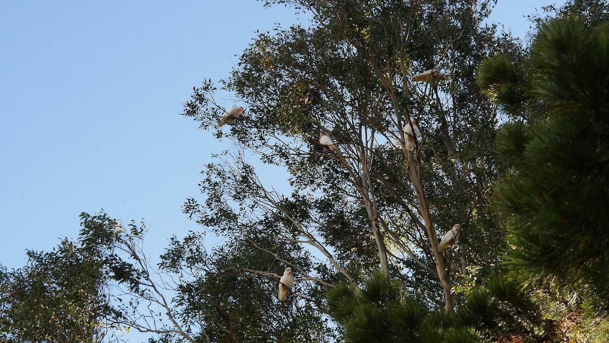Little x Long-billed Corella (hybrid) - ML646229104