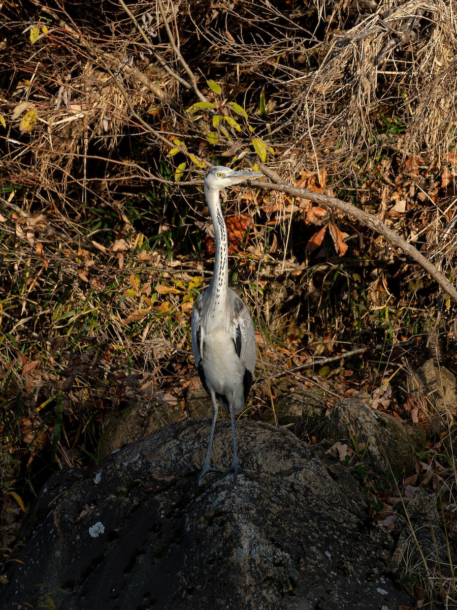 Gray Heron - ML646229105