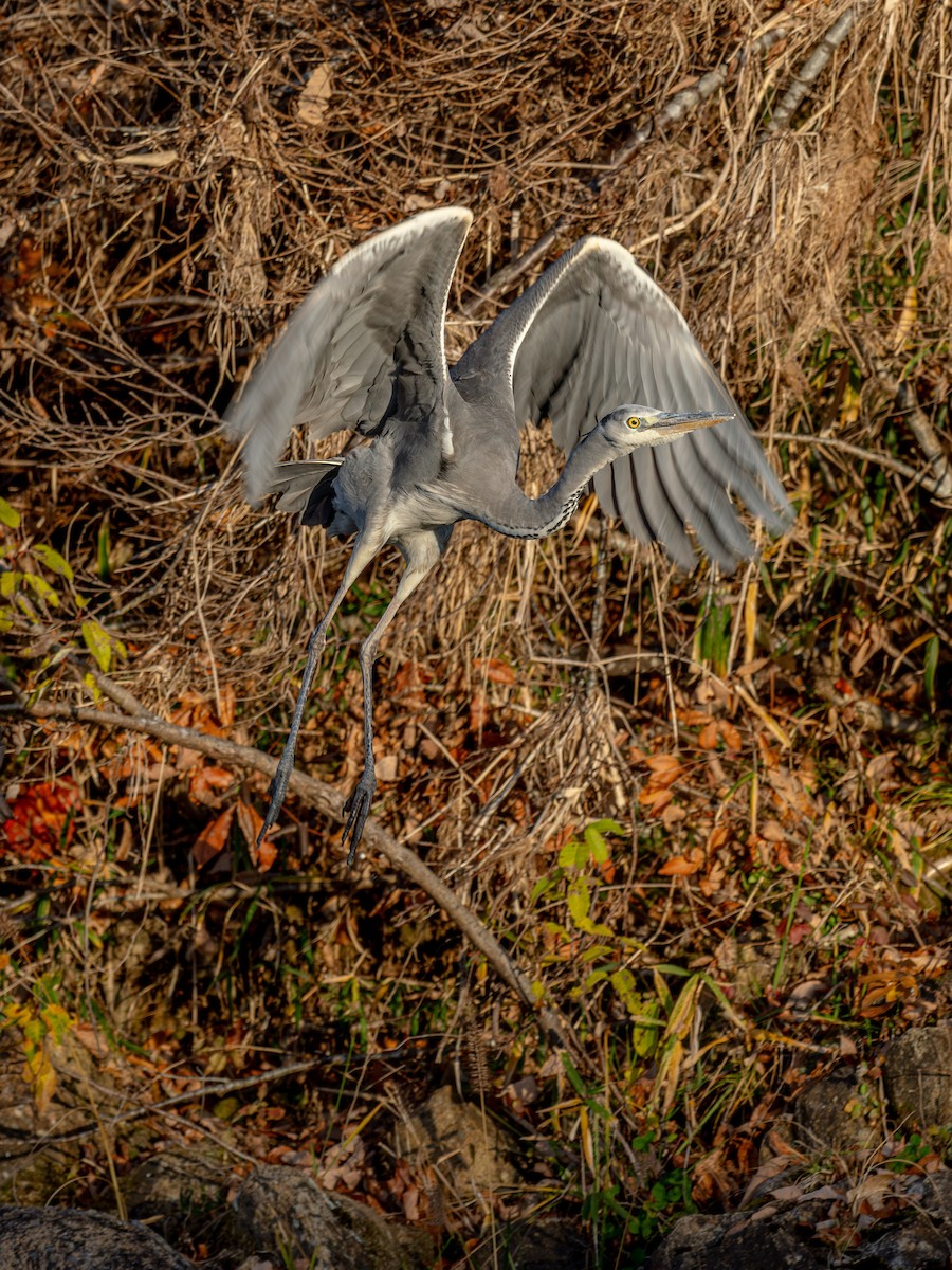 Gray Heron - ML646229106