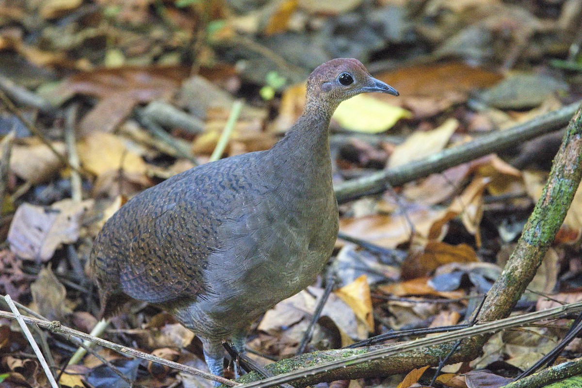Little Tinamou - ML646229107