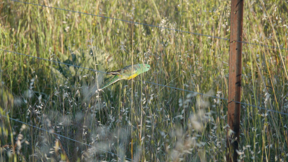 Red-rumped Parrot - ML646229108
