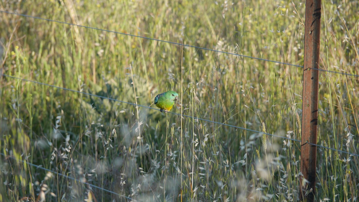 Red-rumped Parrot - ML646229109