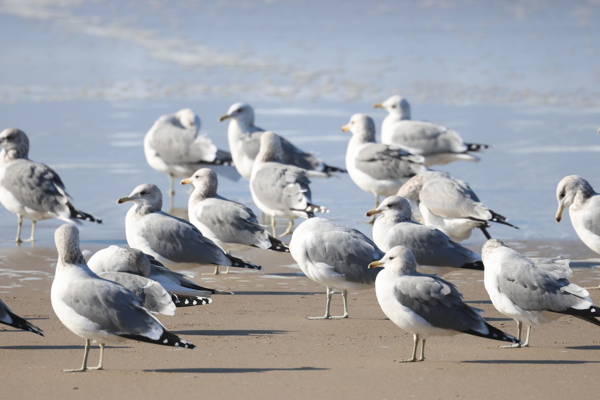 Kaio kaliforniarra - ML646229110