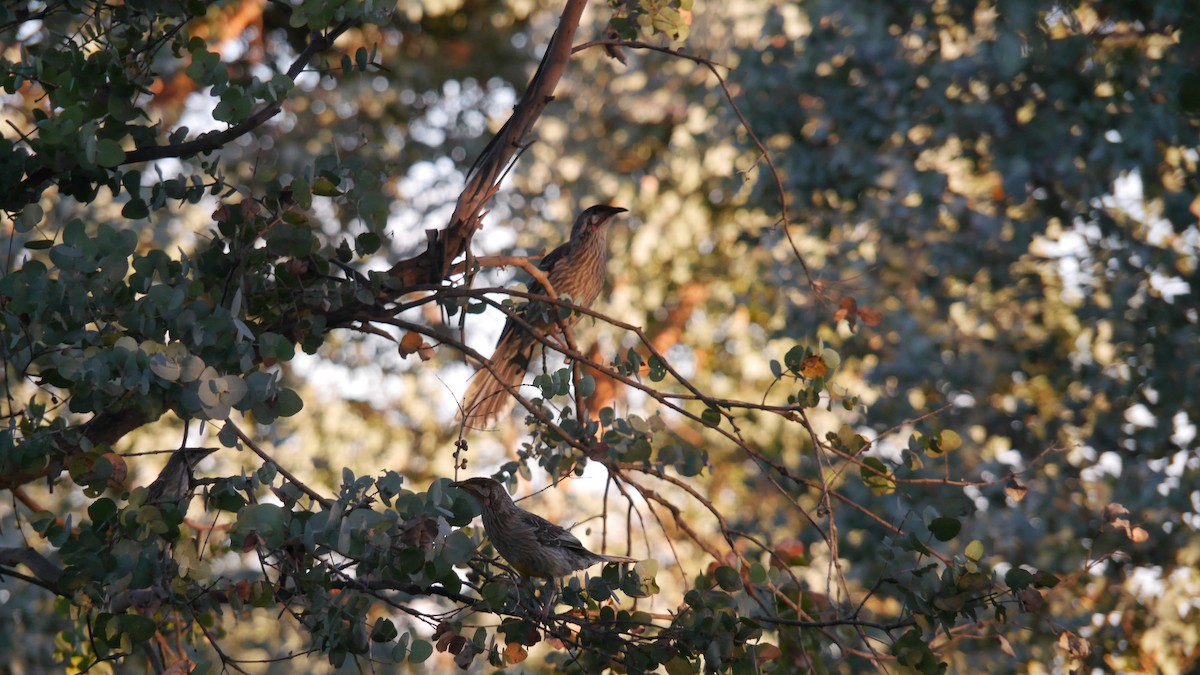 Red Wattlebird - ML646229111