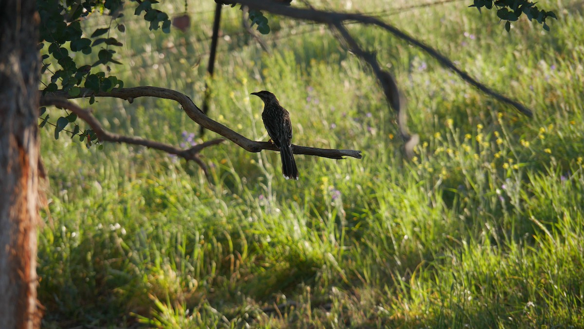 Red Wattlebird - ML646229112