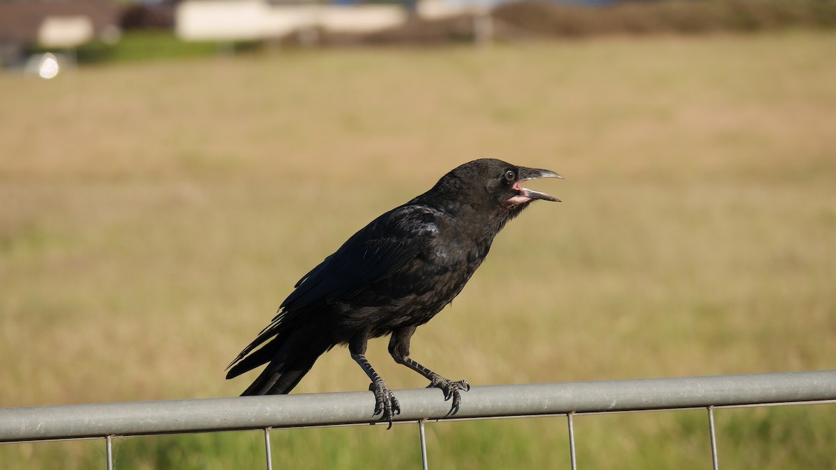 Little Raven - ML646229115